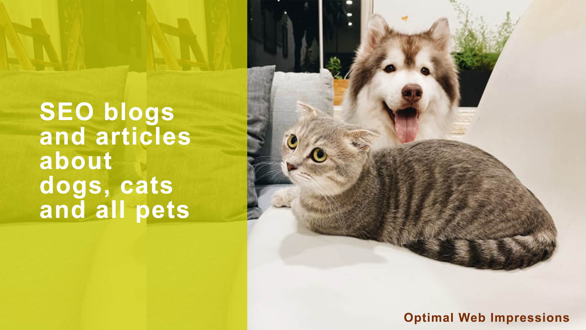 pet-dog-cat-blog-services